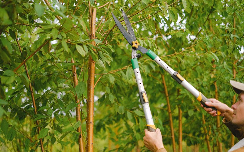 Tree trimming in Vining, IA